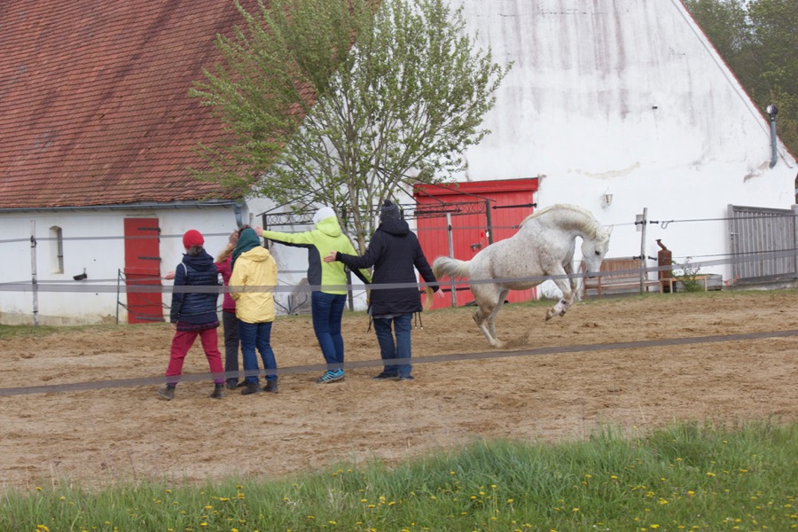Horse-assisted incentive for team building and team training